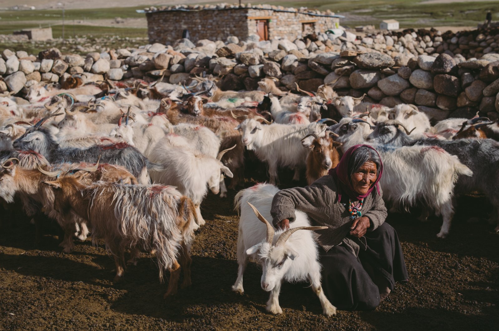 Changpa Tribe Of Ladakh.
