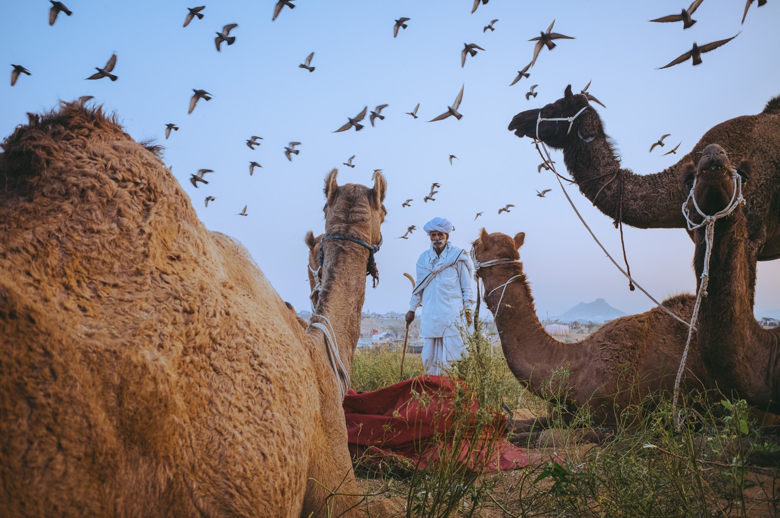 Pushkar Camel Fair